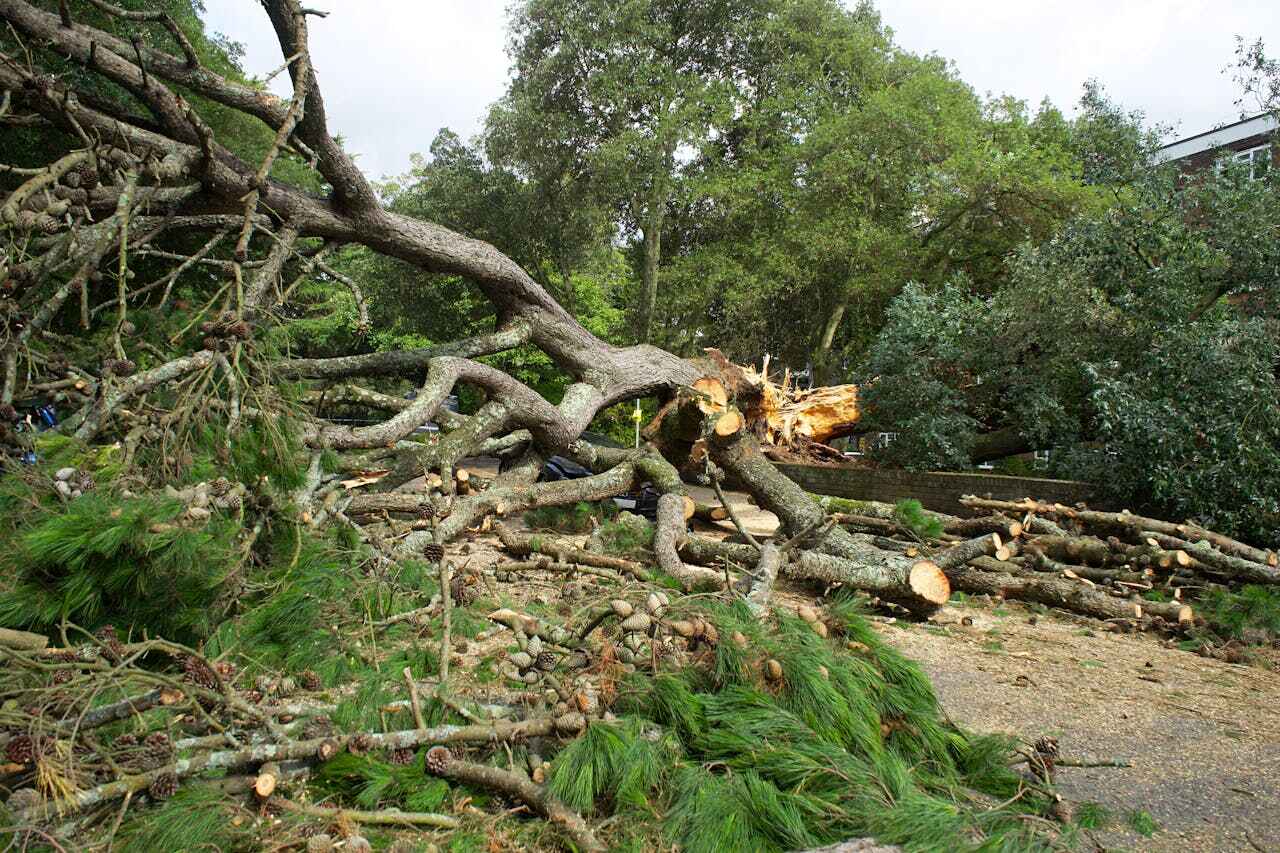 Emergency Storm Tree Removal in Mound City, MO